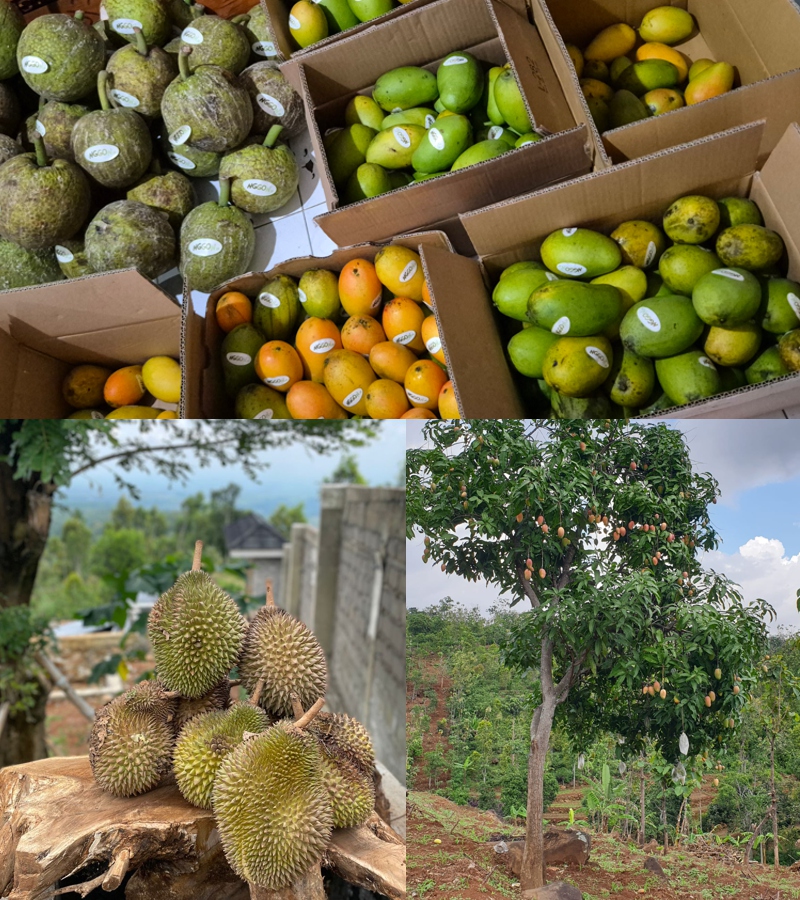 Harvest Farm Experience at Nggon.id - Organic Farming, Fresh Produce, and Agrotourism in Nganjuk