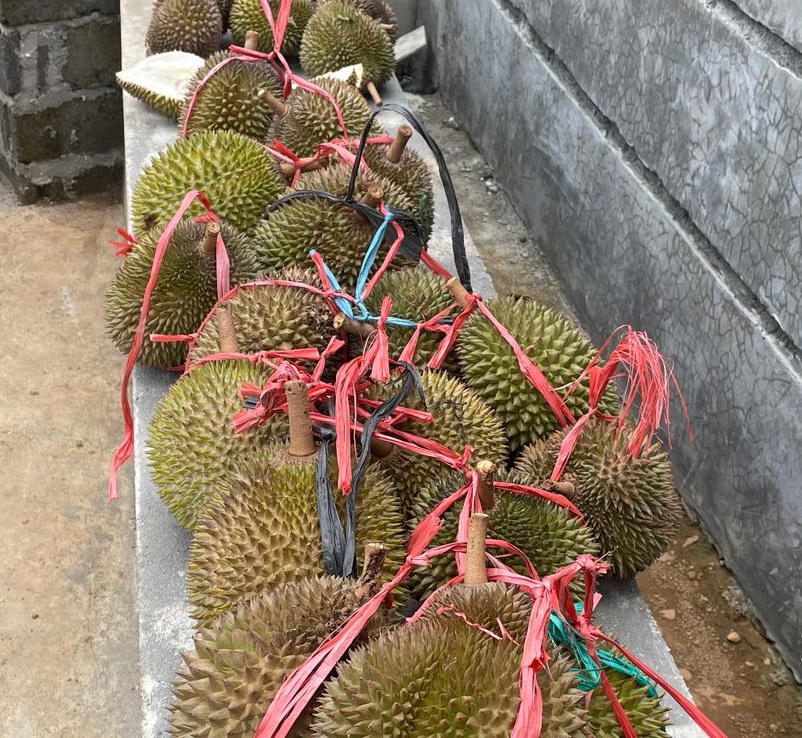 Durian Panen Fresh