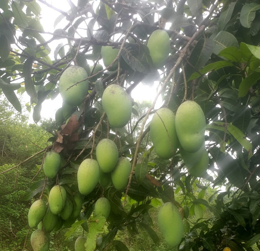 Tim panen Nggon.Alpukat