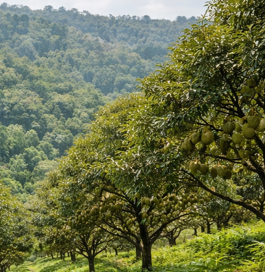 KebunDurian